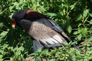 Terathopius ecaudatus - Gaukler